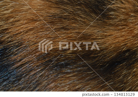 Natural Brown Fur Texture Close Up Organic Mammal Hair Background Natural Brown Fur Texture Close Up Organic Mammal Hair Background 134813129