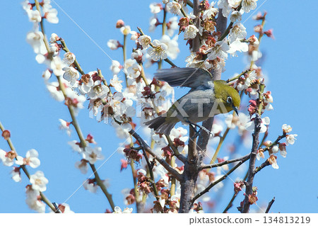 白眼吸梅花蜜 134813219