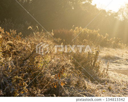 被清晨的陽光照亮的田野風景 134813342