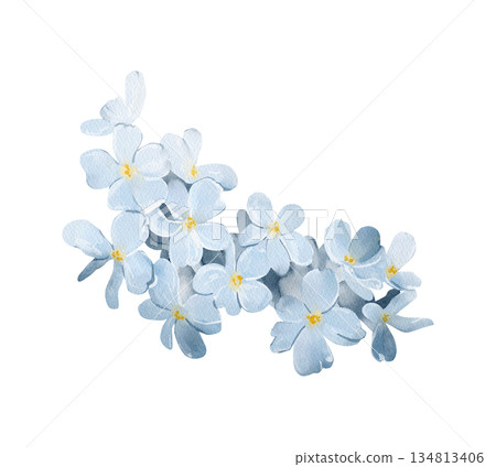 Forget-me-not flowers isolated watercolor clipart. Hand painted blue blossom illustration for spring and botanical designs, floral arrangements, greeting cards, invitations, scrapbooking, prints. Forget-me-not flowers isolated watercolor clipart. Hand painted blue blossom illustration for spring and botanical designs, floral arrangements, greeting cards, invitations, scrapbooking, prints. 134813406