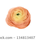 Ranunculus flower isolated watercolor clipart. Hand painted spring blossom illustration. Design element for greeting cards, invitations, floral compositions, stationery, branding and seasonal decor 134813407