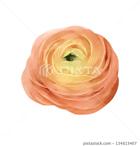 Ranunculus flower isolated watercolor clipart. Hand painted spring blossom illustration. Design element for greeting cards, invitations, floral compositions, stationery, branding and seasonal decor 134813407