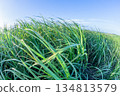 Farm Crops Wind Motion Blurs Landscape 134813579