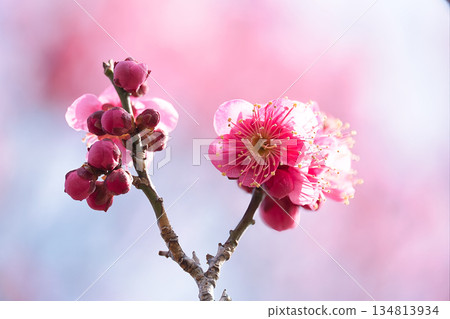beautiful pink plum blossom beautiful pink plum blossom 134813934