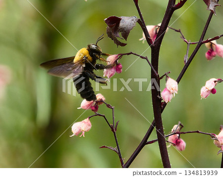 Breathing flower honey Meiro 134813939