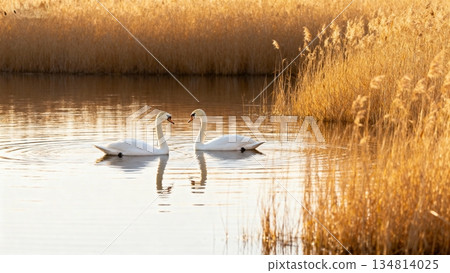 white swan in lake 134814025
