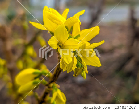 Spring colors: Forsythia flowers beginning to bloom 134814208