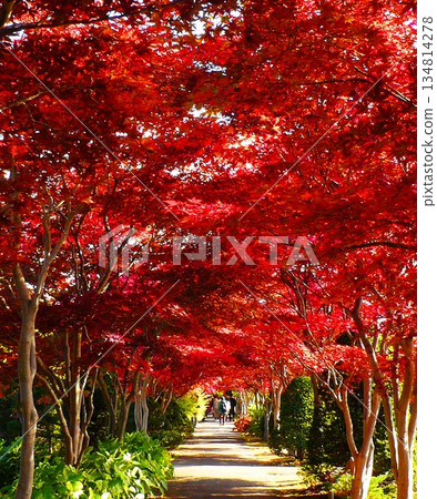 秋末時分，平岡植物園中心的野村楓樹 134814278