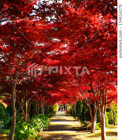 Nomura maples at Hiraoka Arboretum Center in late autumn 134814279