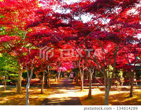 Nomura maples at Hiraoka Arboretum Center in late autumn 134814289