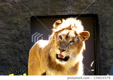Sapporo Maruyama Zoo's Lion 134814379