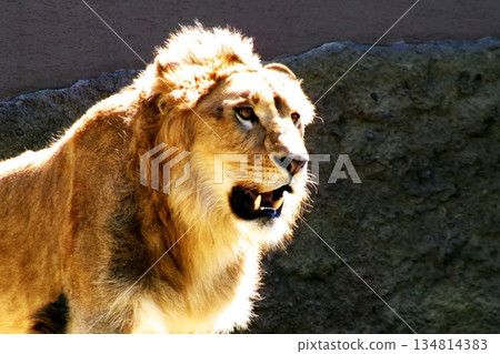 Sapporo Maruyama Zoo's Lion 134814383