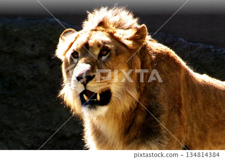 札幌丸山動物園的獅子座 134814384