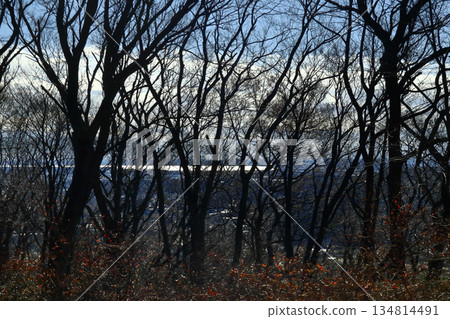 浪漫的茨城（霞浦湖波光粼粼，遠處的樹木已完全變成了冬日的樹木。）從三石森林公園的山丘上眺望 134814491
