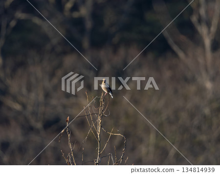 A Shime perched on the top of a tree A Shime perched on the top of a tree 134814939