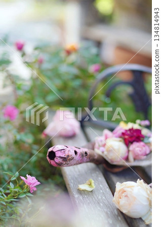 Bench and rose 134814943