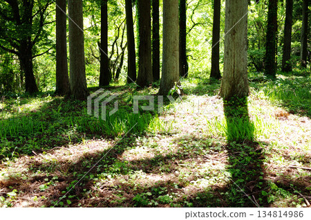 Sunlight filtering through the cedar forest Sunlight filtering through the cedar forest 134814986