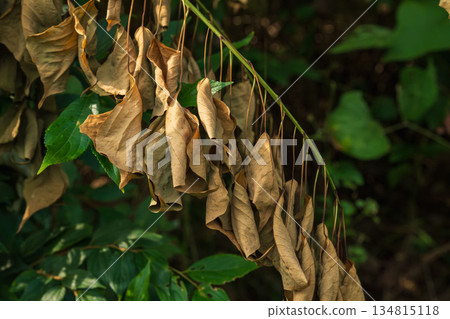 Autumn forest: Dead leaves hanging down in a row 03 134815118