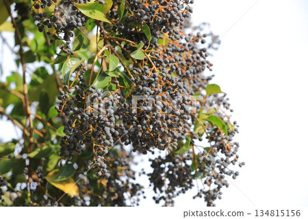 女貞果（有光澤的女貞） 134815156