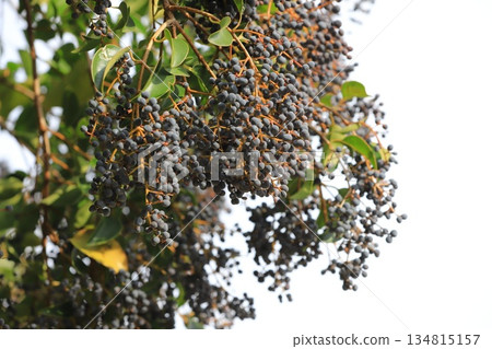 Fruit of privet (Glossy privet) Fruit of privet (Glossy privet) 134815157