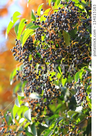 Fruit of privet (Glossy privet) 134815163