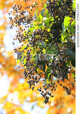 Fruit of privet (Glossy privet) 134815167