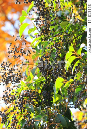 Fruit of privet (Glossy privet) 134815168