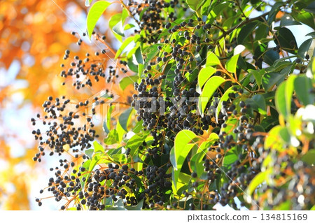 Fruit of privet (Glossy privet) Fruit of privet (Glossy privet) 134815169