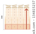 Skin turnover 134815237