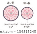 Cross-section of hair 134815245