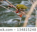 White-eye 134815248