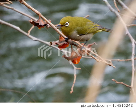 White-eye White-eye 134815248