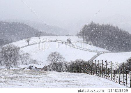 Sheep pasture covered in snow. 134815269