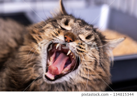 Cat yawn expression, Intimate portrait of feline showing alertness and spirited attitude Cat yawn expression, Intimate portrait of feline showing alertness and spirited attitude 134815344