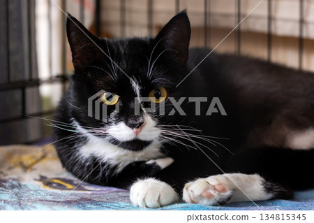 Closeup of calm tuxedo cat in cage emphasizing striking features and gentle demeanor Closeup of calm tuxedo cat in cage emphasizing striking features and gentle demeanor 134815345
