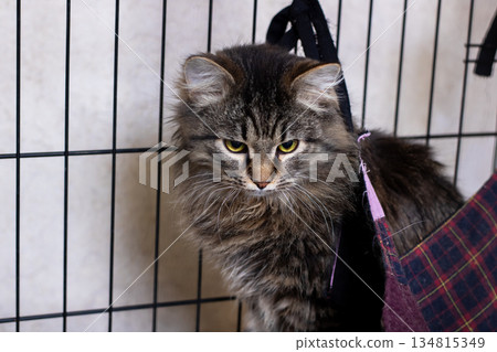 Young striped cat in shelter environment, Cuddly tabby with gentle look in soft lighting 134815349