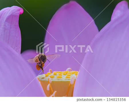 A honeybee resting on a lotus flower 134815356