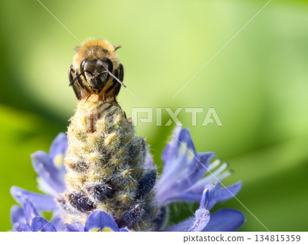 蜜蜂棲息在蓬泰德里亞 134815359