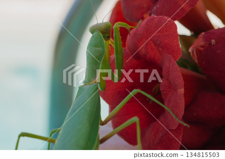 Green European mantis posing and smiling against the background of a red flower 134815503