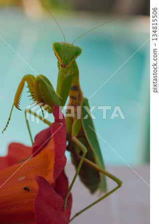 Green European mantis posing and smiling against the background of a red flower Green European mantis posing and smiling against the background of a red flower 134815506