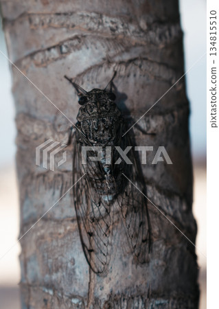 Cicada on a yucca trunk during hot summer in Crete Cicada on a yucca trunk during hot summer in Crete 134815510