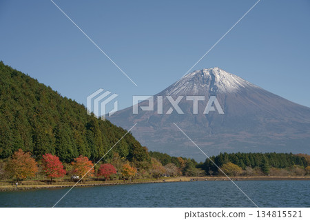 從狸湖眺望白雪皚皚的富士山,秋葉映襯下更有迷人。 從狸湖眺望白雪皚皚的富士山,秋葉映襯下更有迷人。 134815521