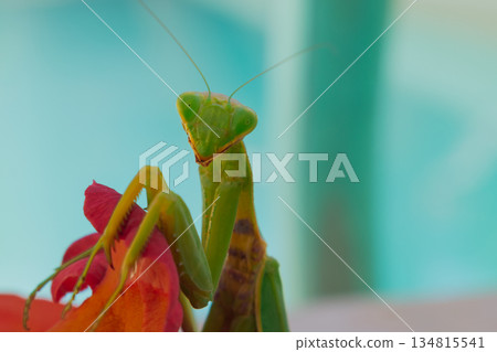 Green European mantis posing and smiling against the background of a red flower 134815541