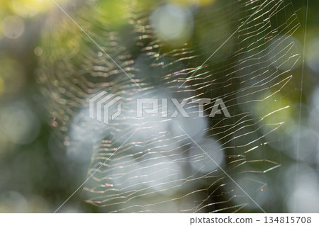 Summer mountain: Spider webs shining in the forest 02 Summer mountain: Spider webs shining in the forest 02 134815708
