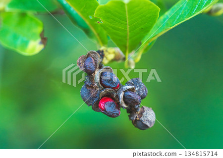 秋日森林:玉蘭花樹的紅色漿果 01 秋日森林:玉蘭花樹的紅色漿果 01 134815714