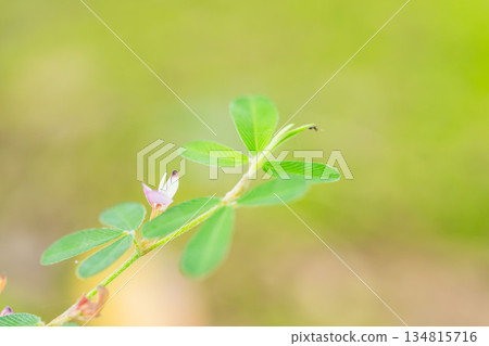 Autumn forest: Pale purple flowers of the Japanese laurel and ants 01 Autumn forest: Pale purple flowers of the Japanese laurel and ants 01 134815716