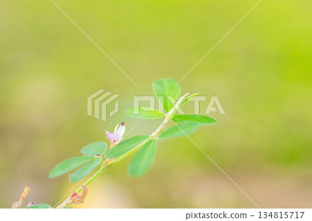 秋日森林：淡紫色的日本月桂花和螞蟻 02 134815717