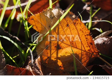 秋日森林：落葉在陽光下閃閃發光 19 134815723