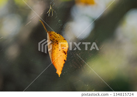 秋日森林：落葉纏在蜘蛛網上。 134815724