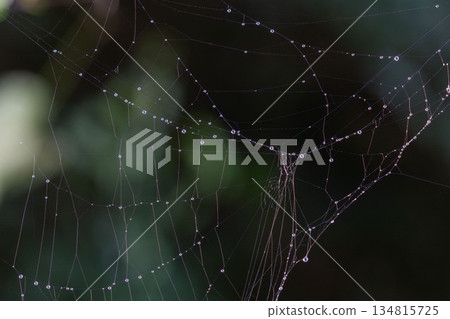 秋日森林：水滴閃耀在蜘蛛網上 01 134815725